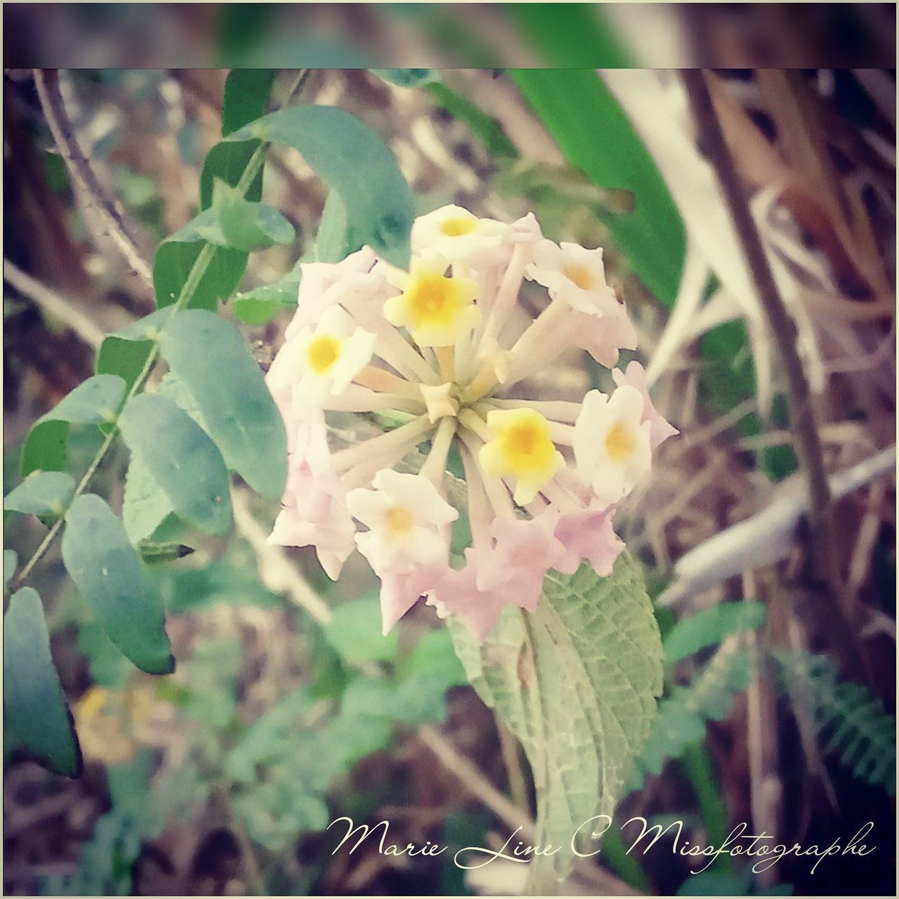 flowering plant, flower, plant, freshness, fragility, beauty in nature, vulnerability, growth, petal, close-up, leaf, flower head, plant part, inflorescence, day, nature, auto post production filter, selective focus, focus on foreground, no people, outdoors, lantana