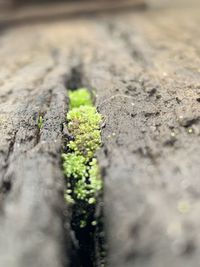 Close-up of small plant growing on tree trunk