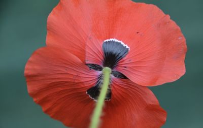 Close-up of red flower against blurred background