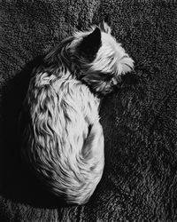 High angle view of dog sleeping on carpet