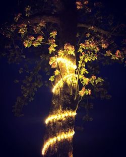 Illuminated tree at night
