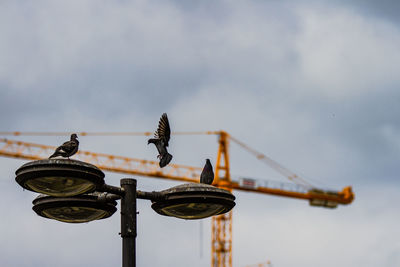 Low angle view of bird perching on metal against sky