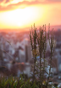 Close-up of plant on field against sky during sunset