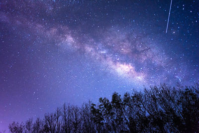Trees against star field at night