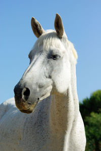 Vertical portrait of a relaxed grey horse in the sun, with eyes closed. algarve, portugal