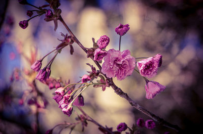 Close-up of pink cherry blossoms on branch