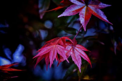 Close-up of maple leaves