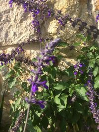 Close-up of purple flowering plants