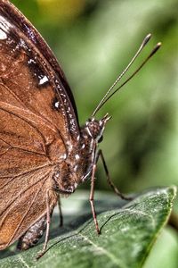 Close-up of butterfly on leaf