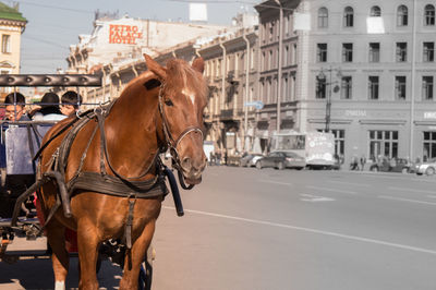 Horse cart on road against buildings