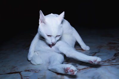 Close-up of white cat resting on floor