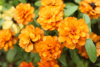 Close-up of marigold flowers