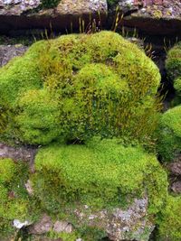High angle view of moss growing on rock by lake