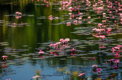 Lotus water lily in lake