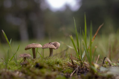 Close-up of mushroom growing on field