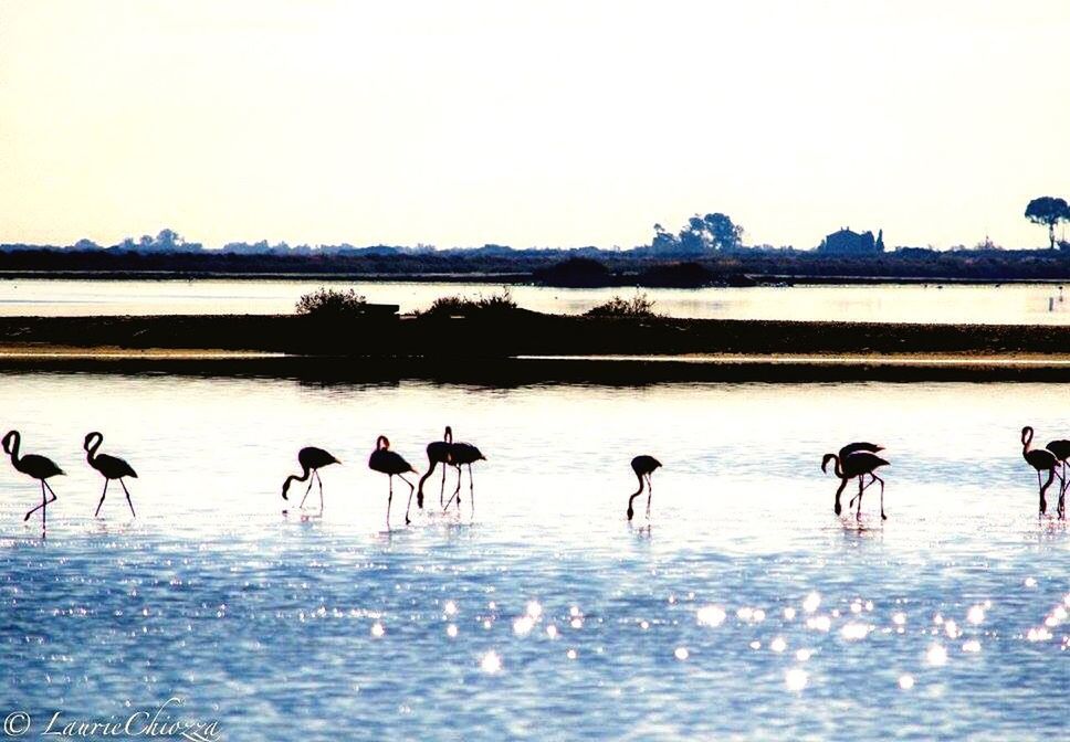 water, lake, animal themes, waterfront, bird, animals in the wild, reflection, swimming, tranquility, togetherness, calm, nature, tranquil scene, water bird, zoology, beak, remote, beauty in nature, weekend activities, water surface