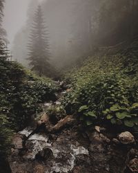 Aerial view of forest