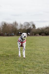 Portrait of dog on field