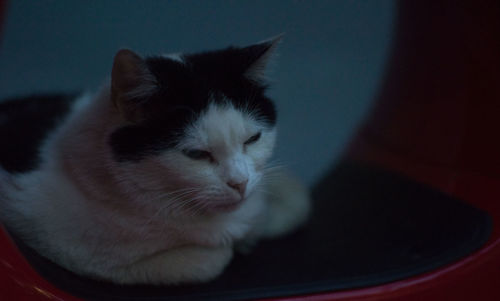 Close-up of cat looking away
