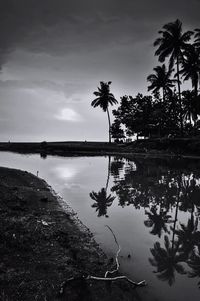 Reflection of trees in water