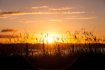 Close-up of grass against sky during sunset