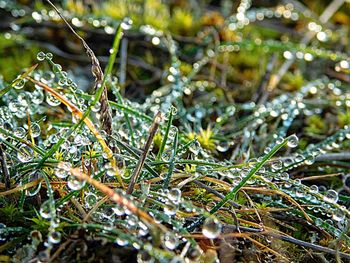 Plants in water