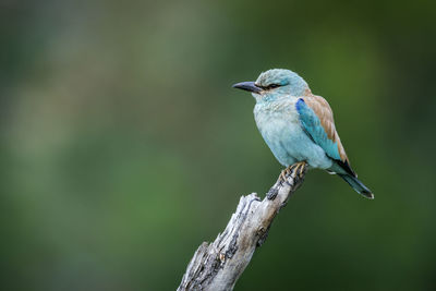 Close-up of bird perching on branch