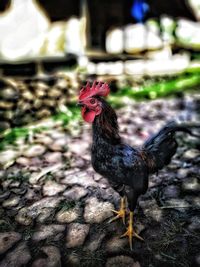 View of a rooster on field