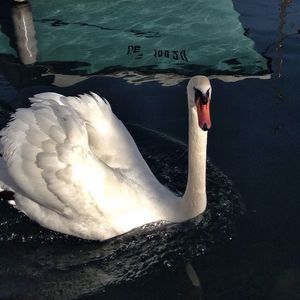 Swan in water