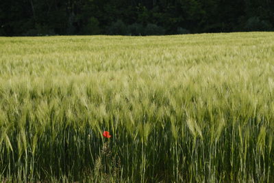 Crops growing on field