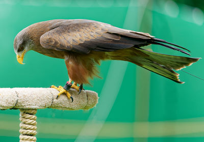 Close-up of bird perching on wood