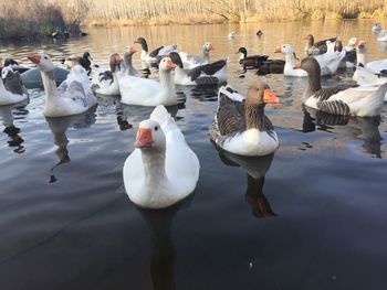 Swans swimming in lake