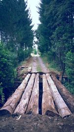 Stack of logs in forest