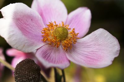 Close-up of pink flower