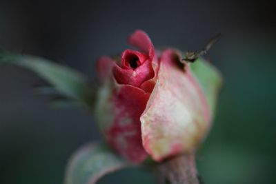 Close-up of pink rose bud