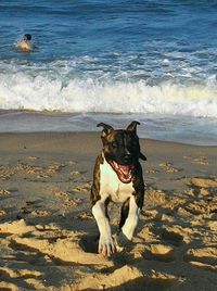 Dog on beach