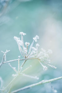 Close-up of frozen plant