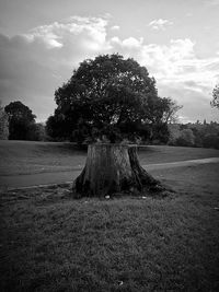 Trees on field against sky