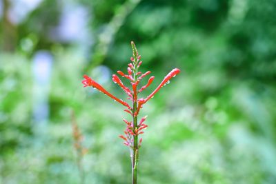 Close-up of red flowering plant