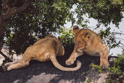 Lion cubs on a rock