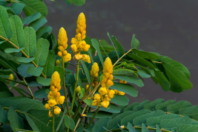 Close-up of yellow flowering plant