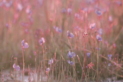 Close-up of pink flowering plants on land