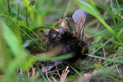 Close-up of bee pollinating on grass