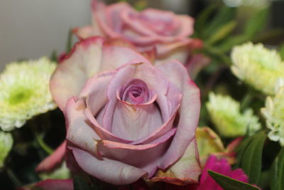 Close-up of rose bouquet