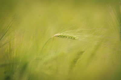 Close-up of stalks in field