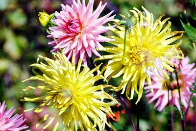 Close-up of pink flowers