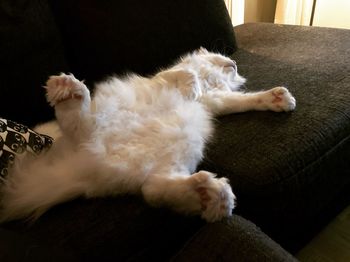 High angle view of cat sleeping on sofa