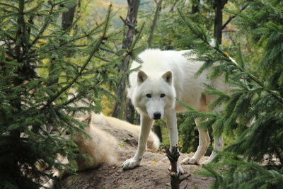 A look into the wolf's eyes 