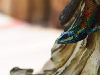 Close-up of lizard on tree