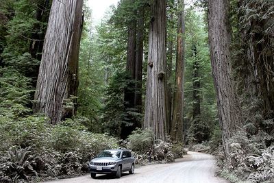 Road passing through forest